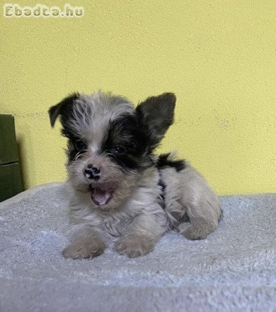 Biewer yorki mini kisfiú