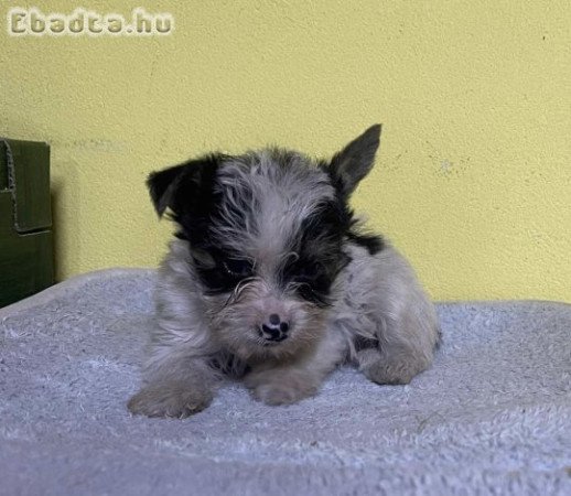 Biewer yorki mini kisfiú