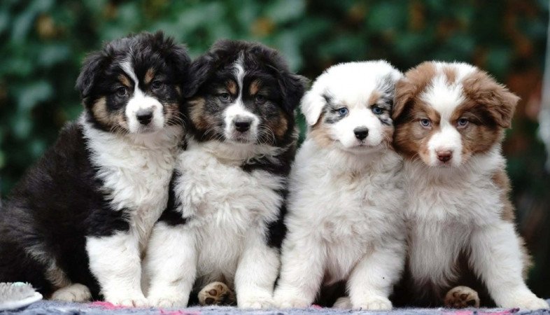 Ausztrál juhászkutya