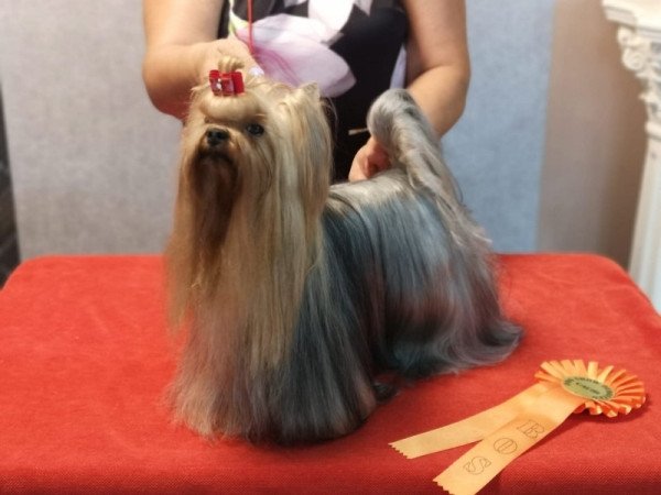Yorkshire terrier