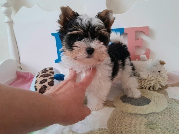 Biewer Yorkshire terrier