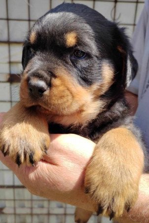 Rottweiler