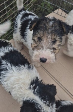 Tricolor Drótszőrű Foxterrier