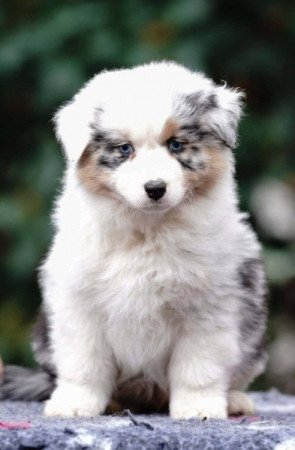 Ausztrál juhászkutya