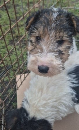 Tricolor Drótszőrű Foxterrier