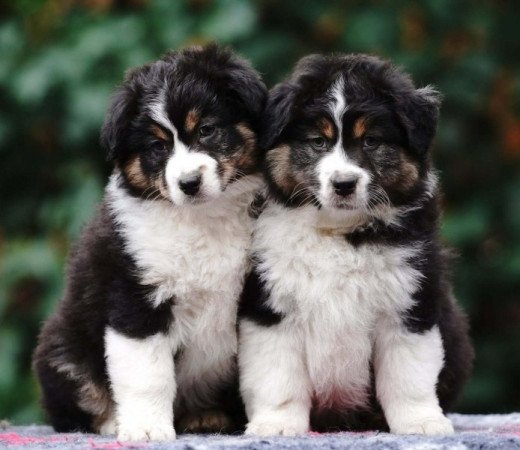 Ausztrál juhászkutya