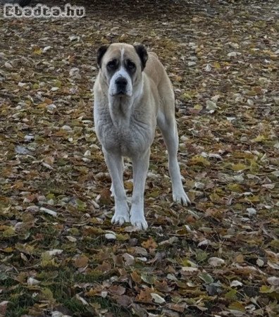 Gyönyörű 7 éves szuka (nincs ivartalanítva)