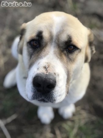 Gyönyörű 7 éves szuka (nincs ivartalanítva)