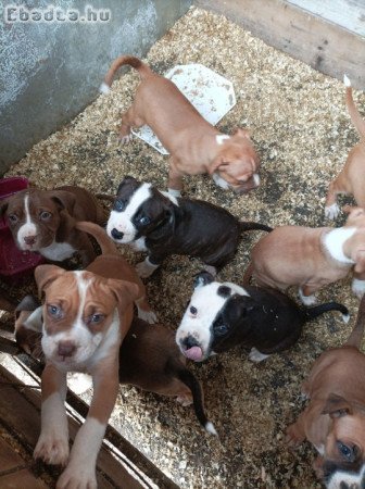 Amerikai staffordshire terrier