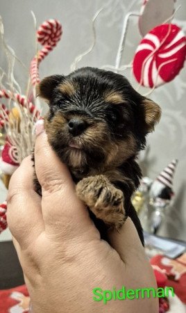 Yorkshire terrier