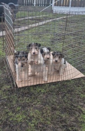Tricolor Drótszőrű Foxterrier