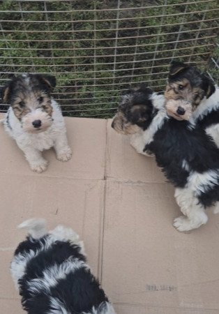 Tricolor Drótszőrű Foxterrier