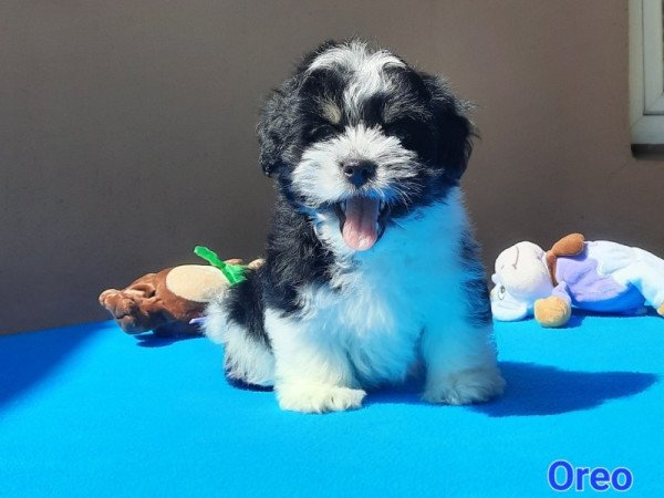 Bichon Havanese