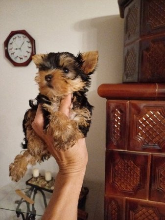 yorki , yorkshire terrier