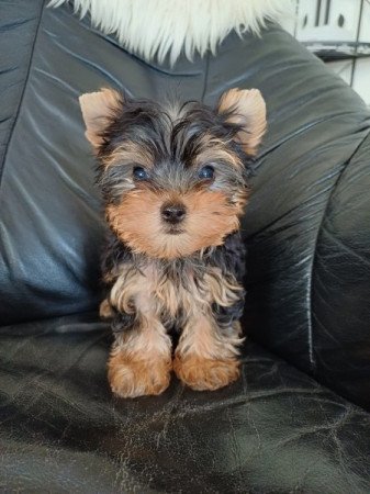 yorki , yorkshire terrier