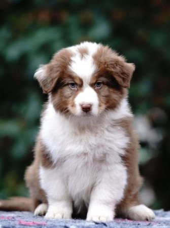 Ausztrál juhászkutya