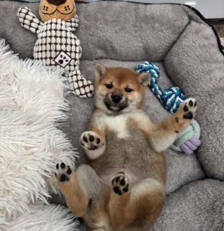 Shiba inu