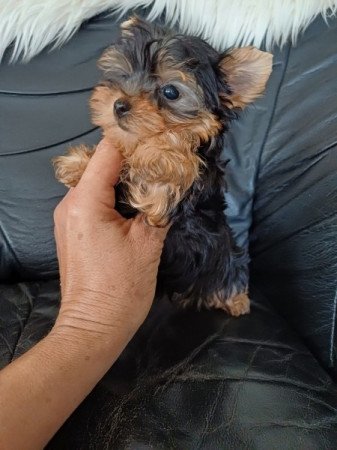 yorki , yorkshire terrier