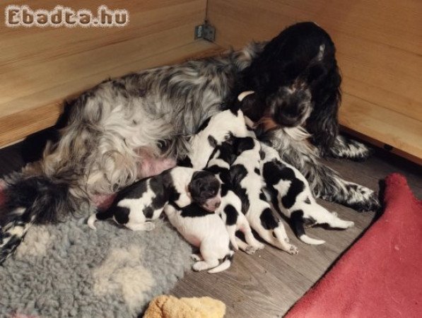 Angol Cocker Spániel kiskutyák eladók