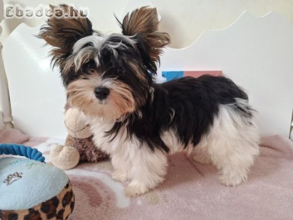 Biewer Yorkshire terrier kisfiú