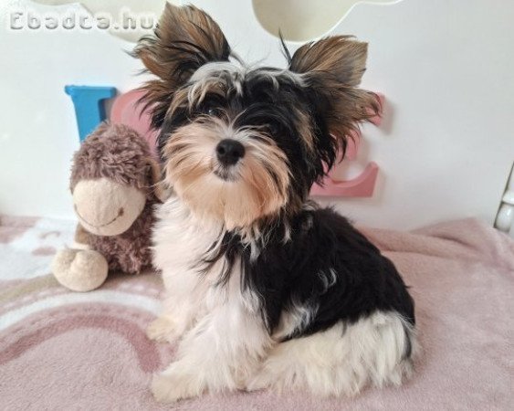 Biewer Yorkshire terrier kisfiú