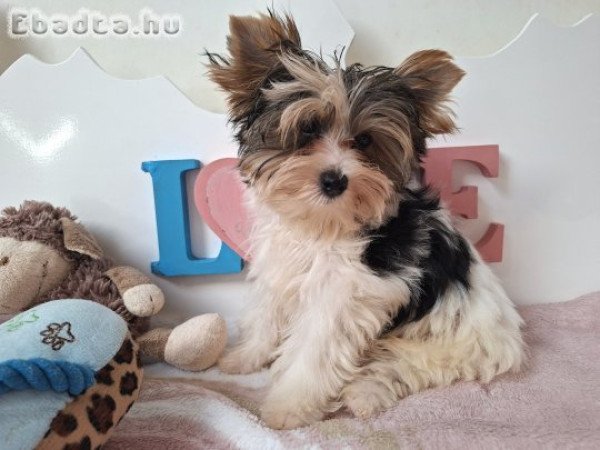 Biewer Yorkshire terrier kisfiú