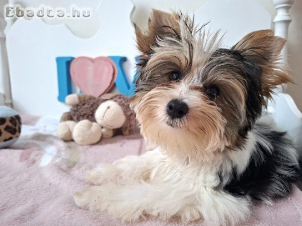 Biewer Yorkshire terrier kisfiú