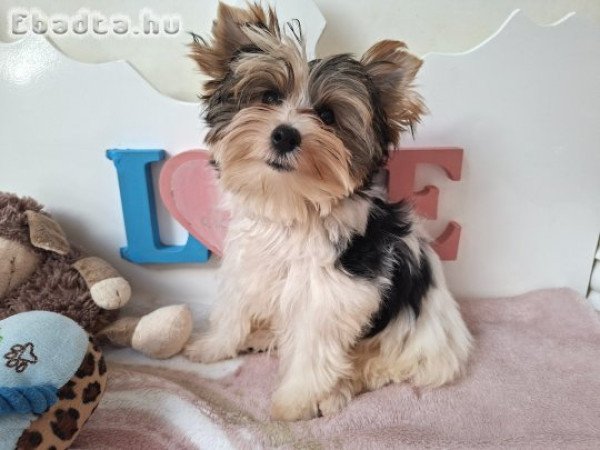 Biewer Yorkshire terrier kisfiú