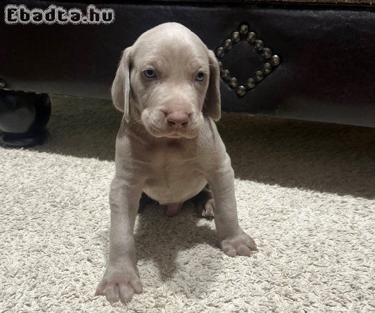 Weimari kiskutyák eladók