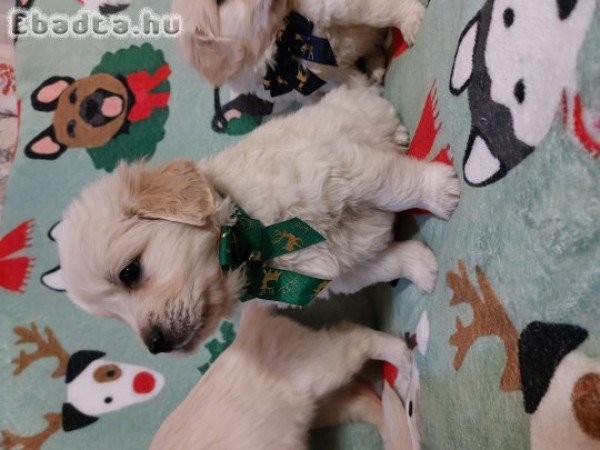 Gyönyörű Golden babak gazdit keresnek