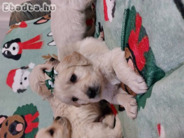 Gyönyörű Golden babak gazdit keresnek