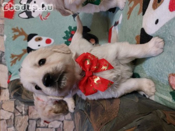 Gyönyörű Golden babak gazdit keresnek