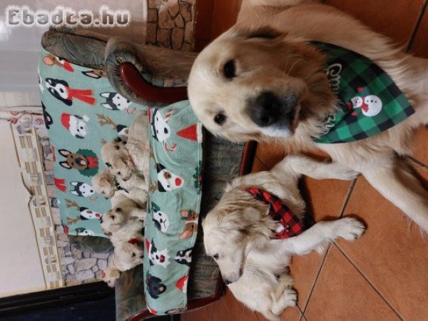 Gyönyörű Golden babak gazdit keresnek