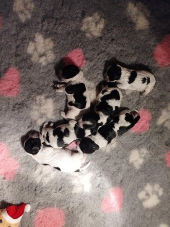 Angol Cocker Spániel