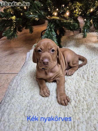 Fajta tiszta magyar vizsla