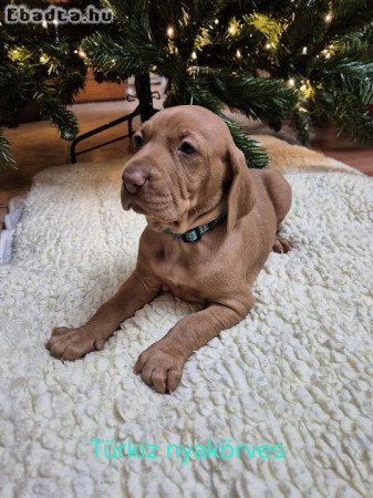 Fajta tiszta magyar vizsla