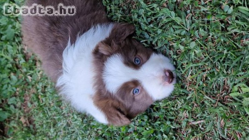 Border collie kan kiskutya