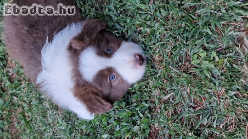 Border collie kan kiskutya