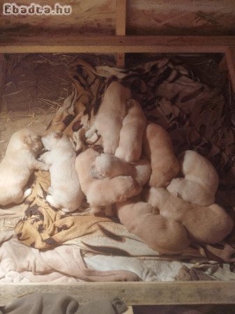 Golden Retriever kiskutyák