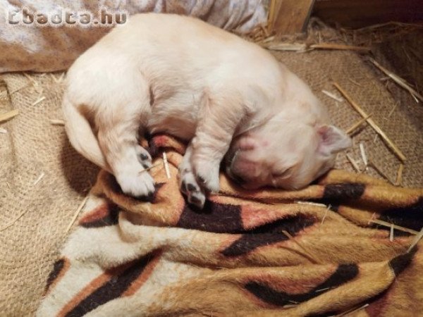 Golden Retriever kiskutyák