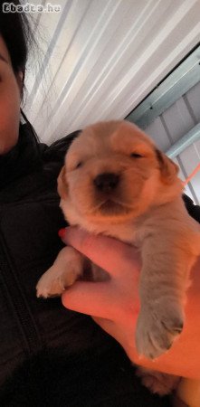Golden Retriever kiskutyák