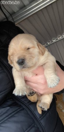 Golden Retriever kiskutyák