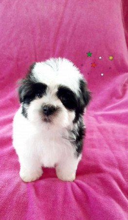 Havanese