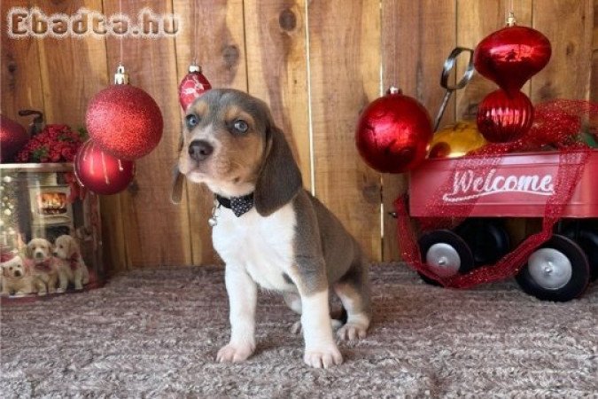 Beagle kutya fajtiszta