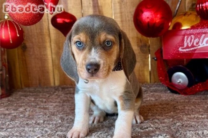 Beagle kutya fajtiszta