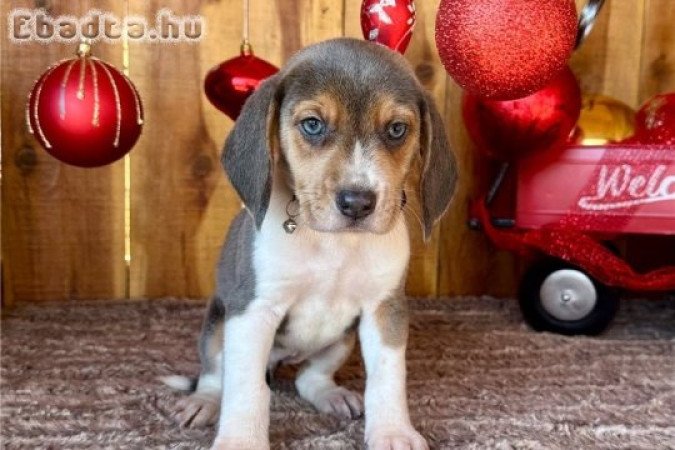 Beagle kutya fajtiszta
