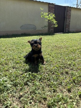 Yorkshire terrier