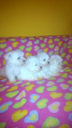 bichon havanese