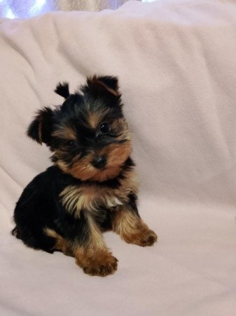 Yorkshire terrier