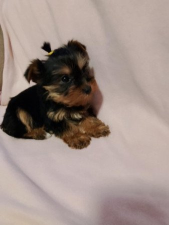 Yorkshire terrier